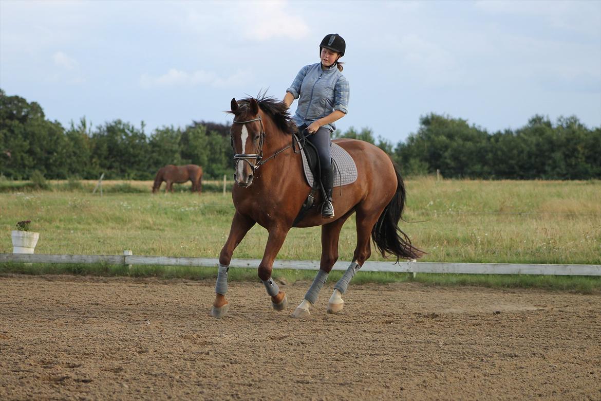 Dansk Varmblod Wholi brentedal billede 9
