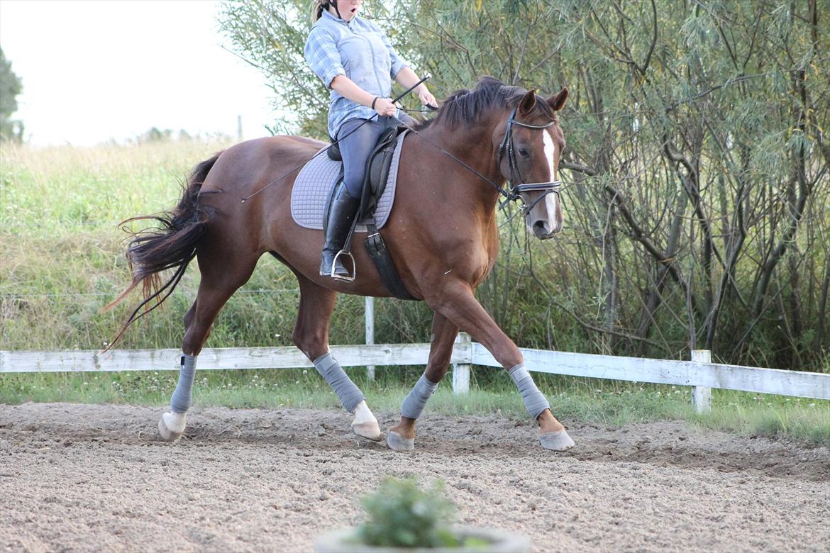 Dansk Varmblod Wholi brentedal billede 11
