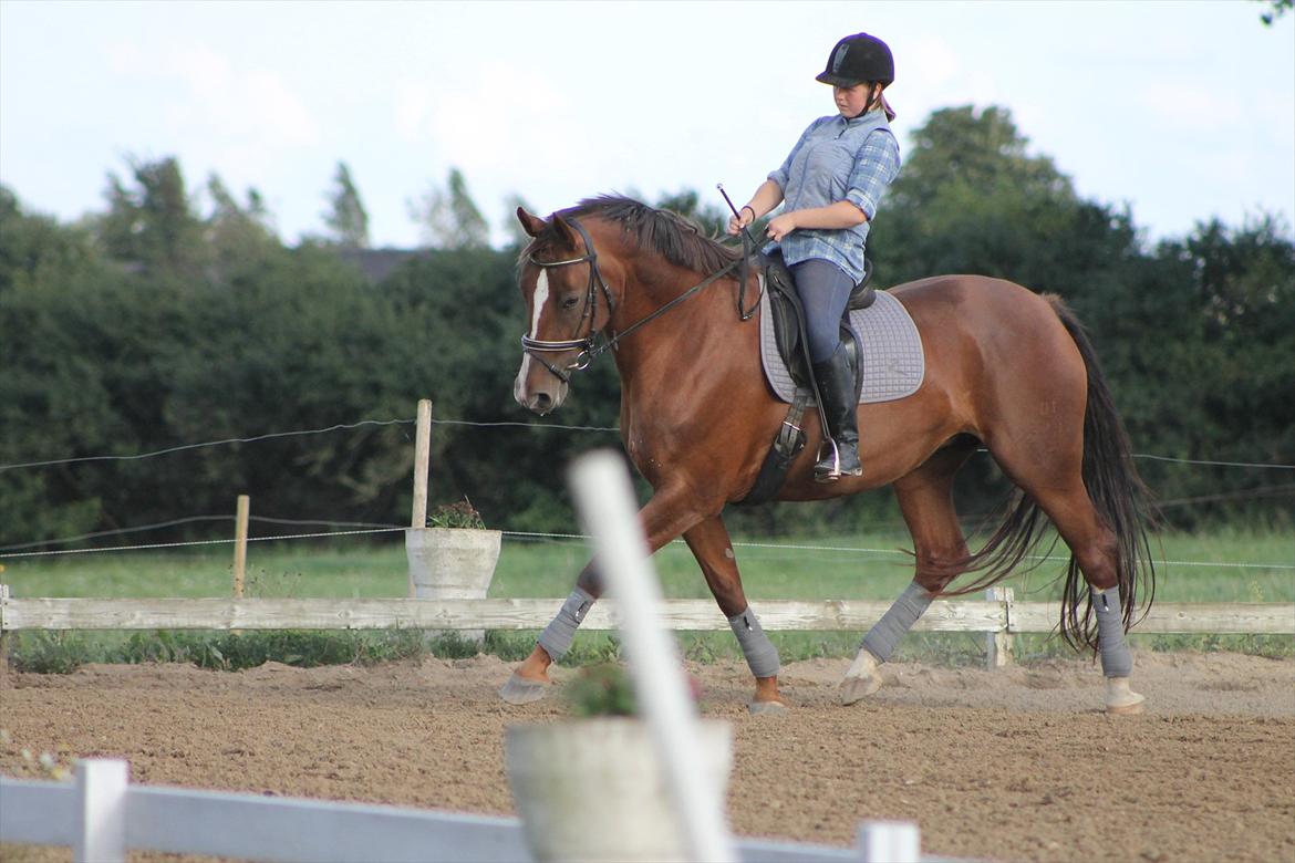 Dansk Varmblod Wholi brentedal billede 18