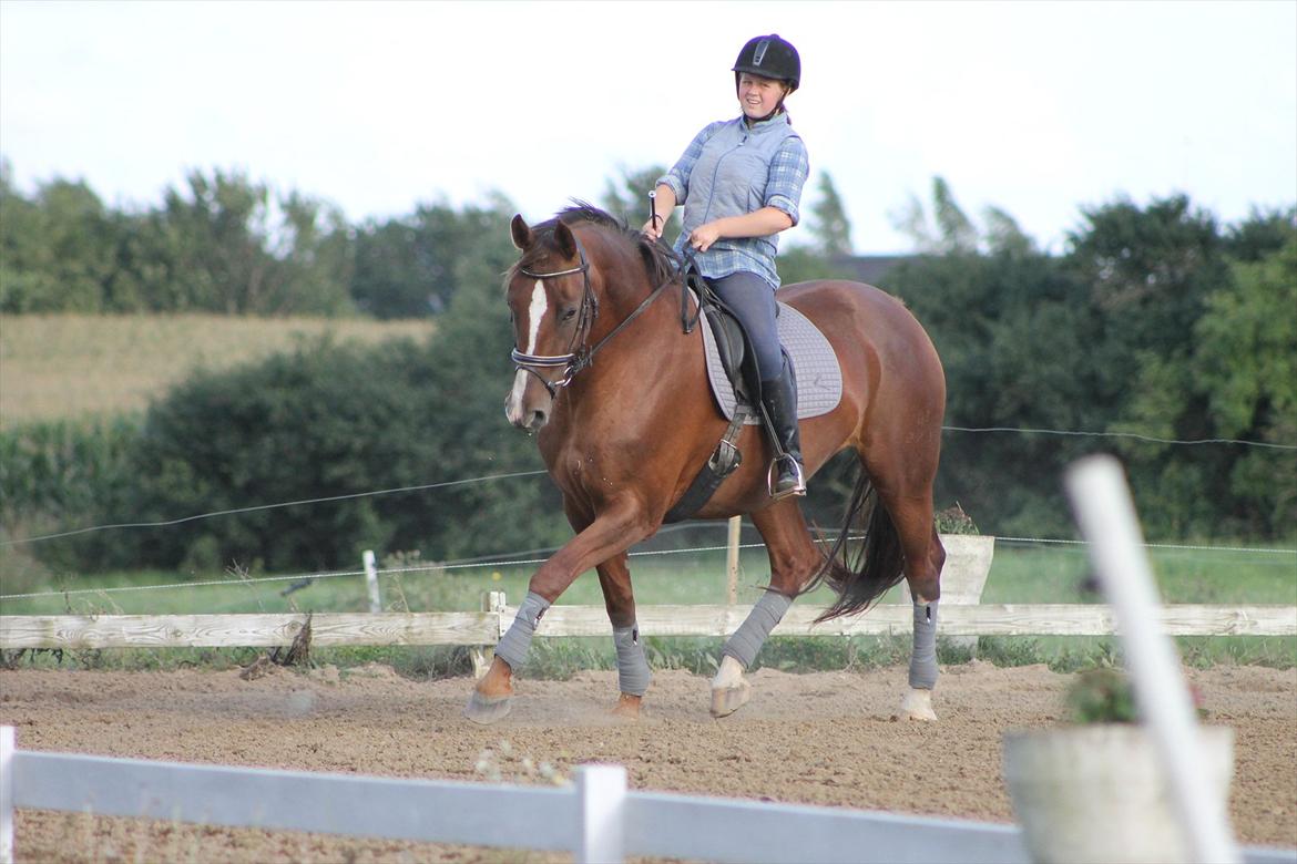 Dansk Varmblod Wholi brentedal billede 15