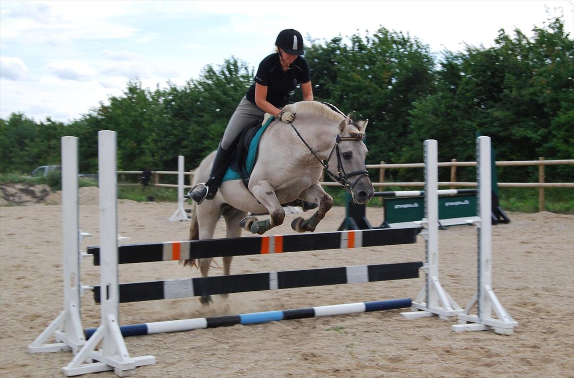 Fjordhest Hashagen´s D-Mark udlånt - 70cm august 2011 billede 12