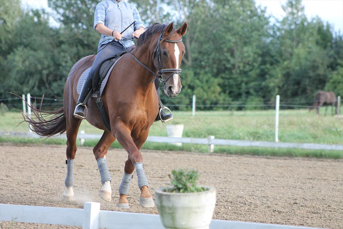 Dansk Varmblod Wholi brentedal billede 6