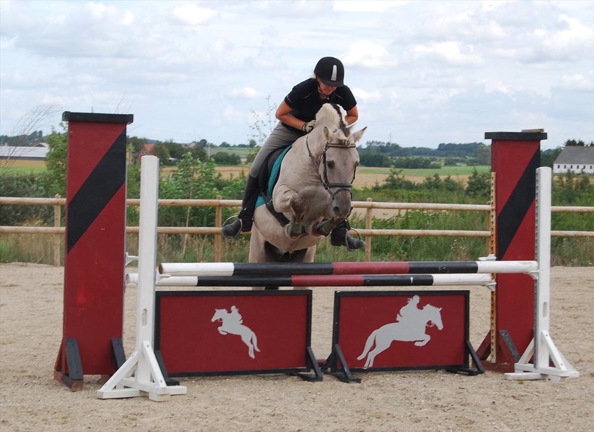 Fjordhest Hashagen´s D-Mark udlånt - Spring 90cm
August 2011 billede 3