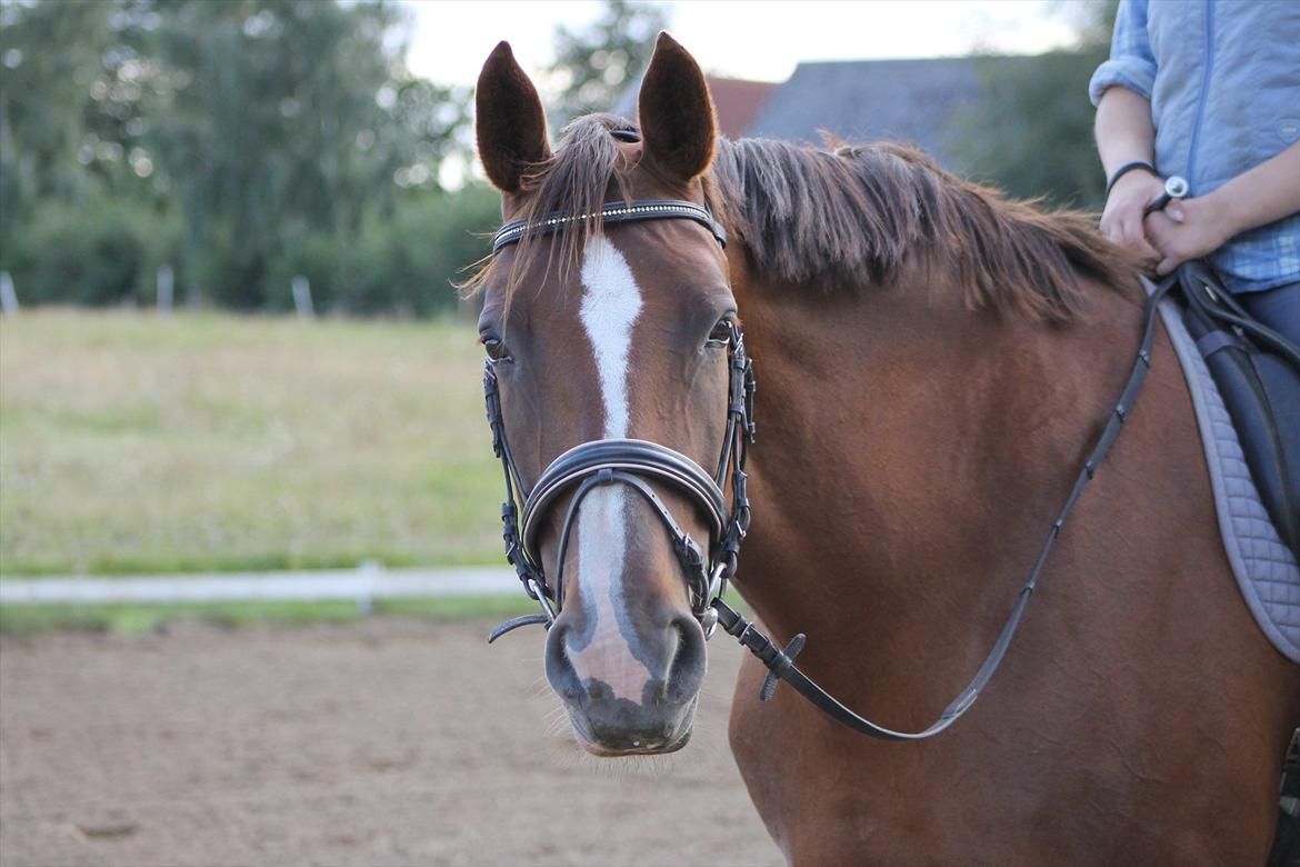 Dansk Varmblod Wholi brentedal billede 1