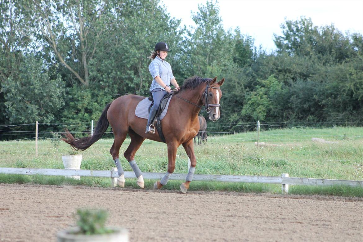 Dansk Varmblod Wholi brentedal - Jeg kan flyve, Jeg kan flyve ! :D billede 13