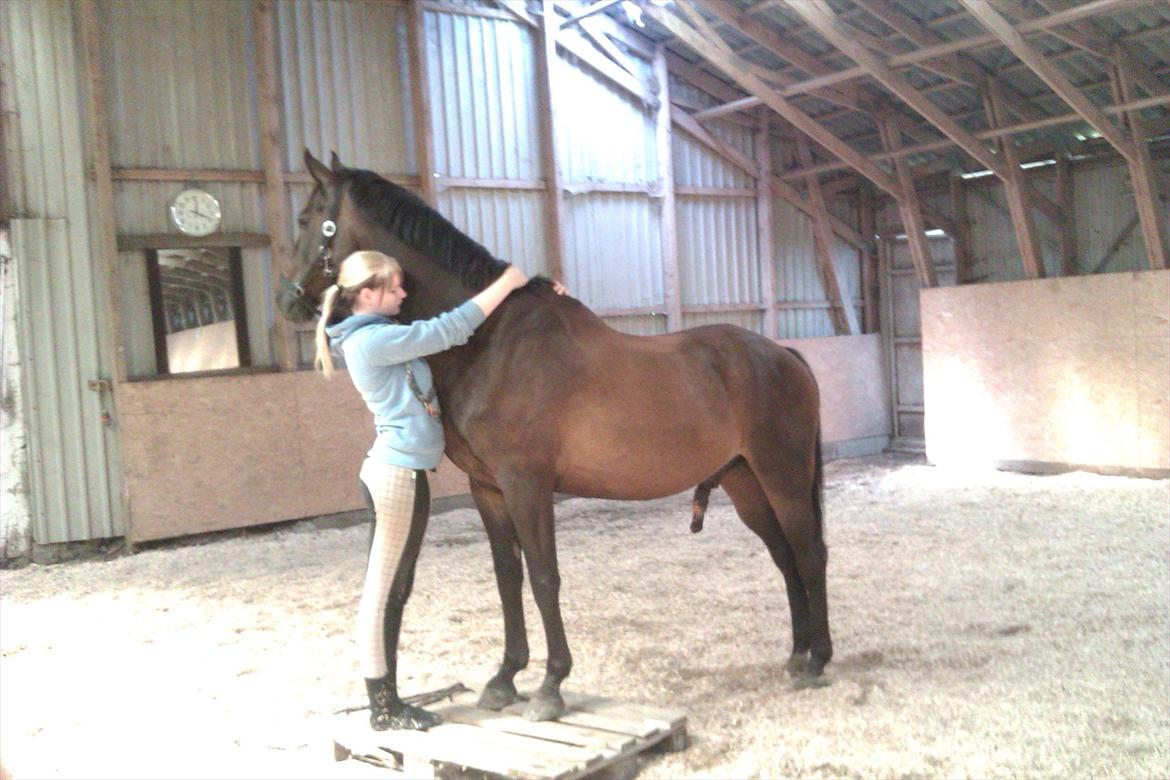 Trakehner Pari Poll <3SOLGT&SAVNET!!<3 billede 19