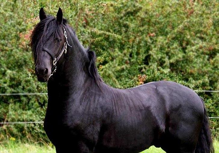 Frieser Jordy Van Zuidveld R.I.P. billede 1