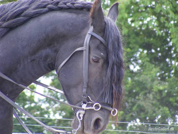 Frieser Jordy Van Zuidveld R.I.P. billede 2