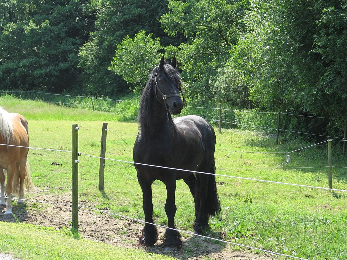 Frieser Jordy Van Zuidveld R.I.P. billede 4