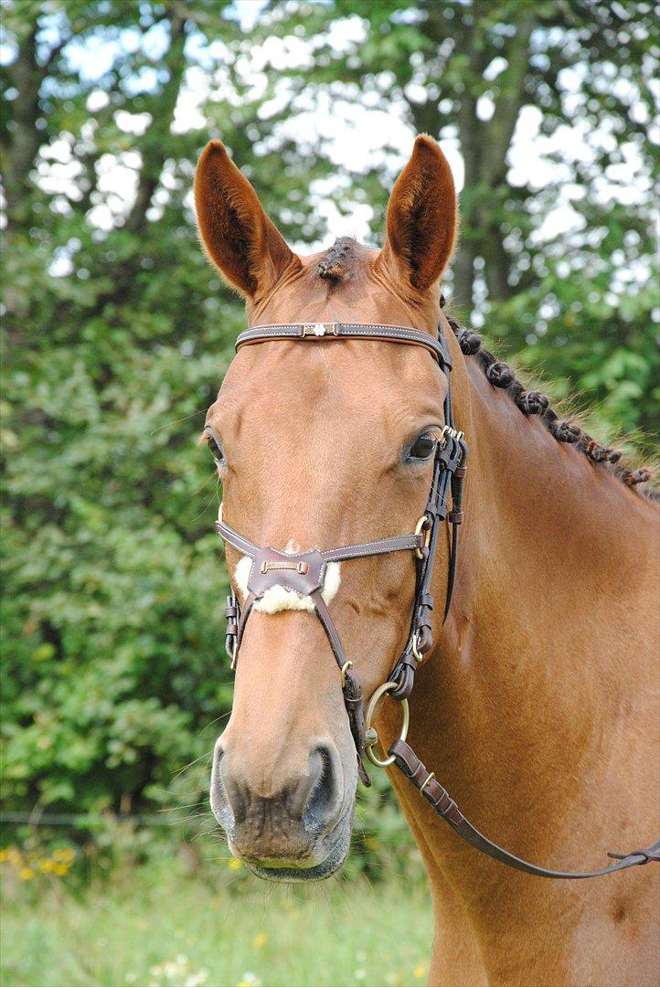 Trakehner Herbstrose - Den lille springhest! billede 15
