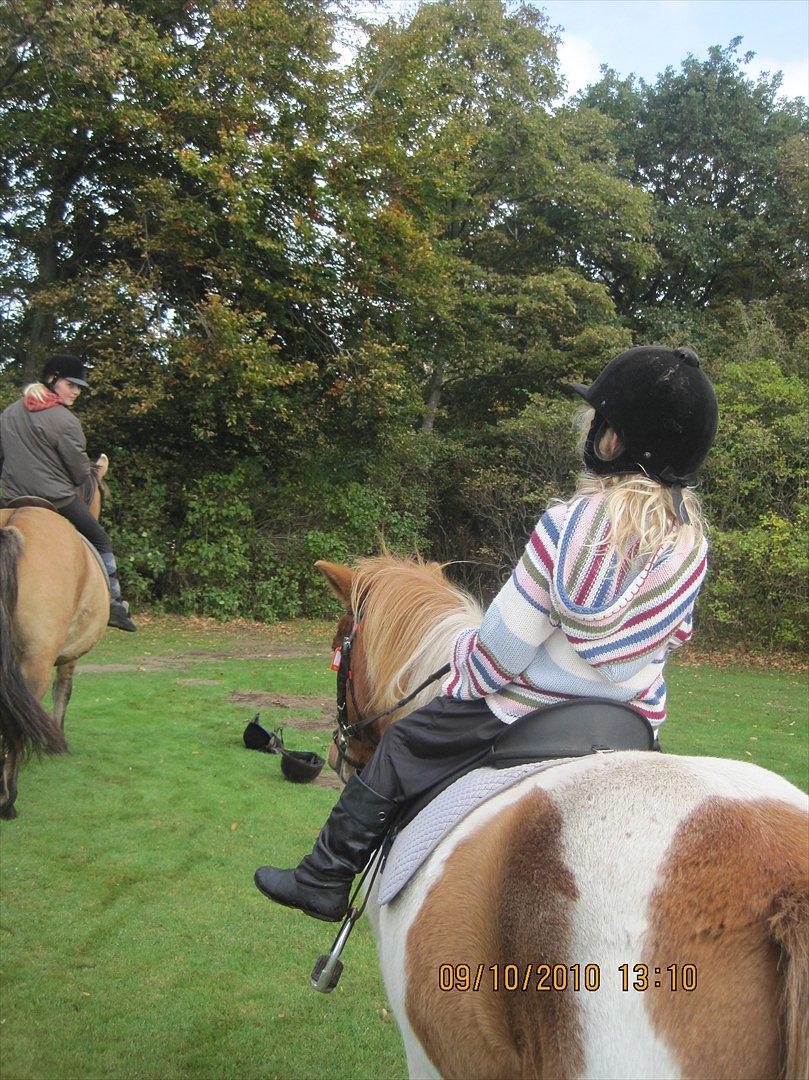 Anden særlig race Mexen - Ude på en lille tur i Mosbjerg
 billede 12