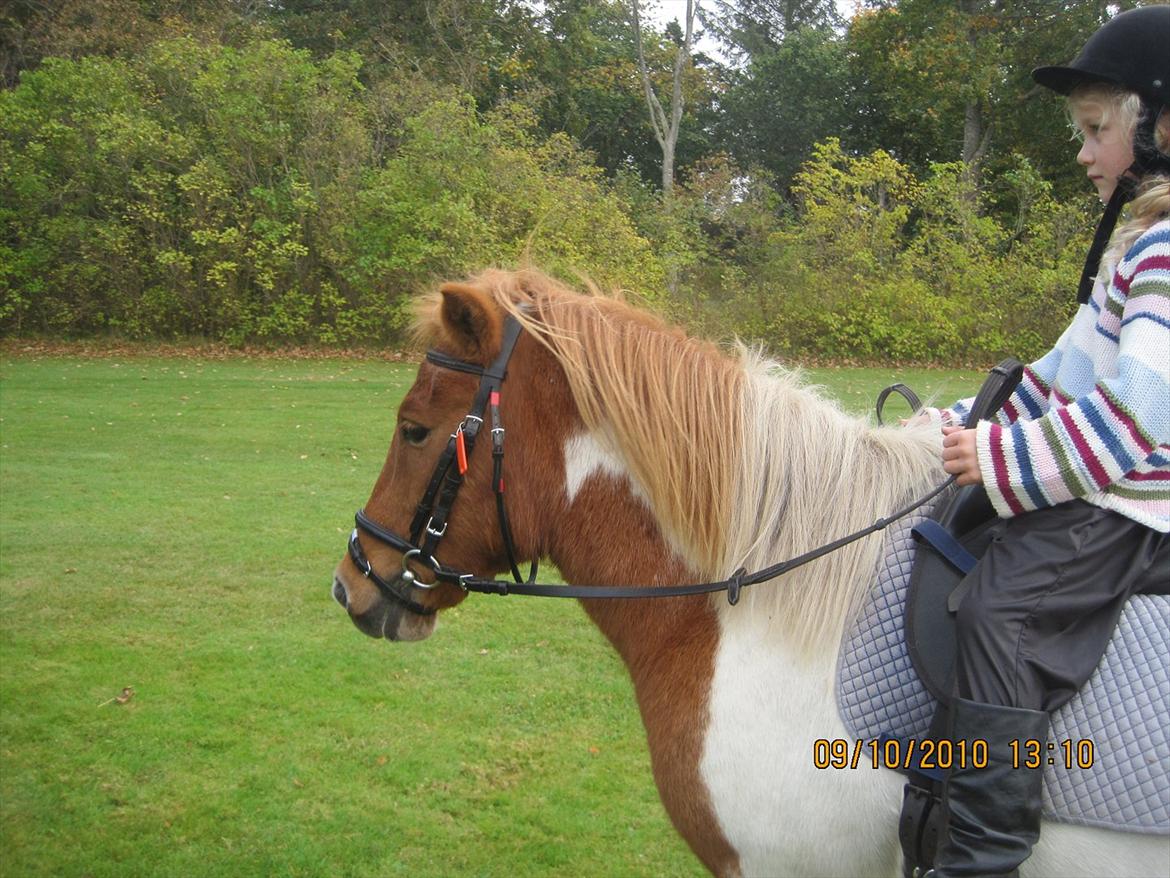 Anden særlig race Mexen - De er da søde sammen :* billede 13