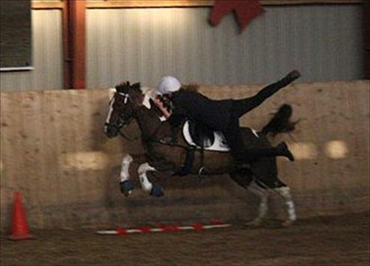 Anden særlig race Shady Lady - Ophop til Udtagningen Marts 2011 billede 9