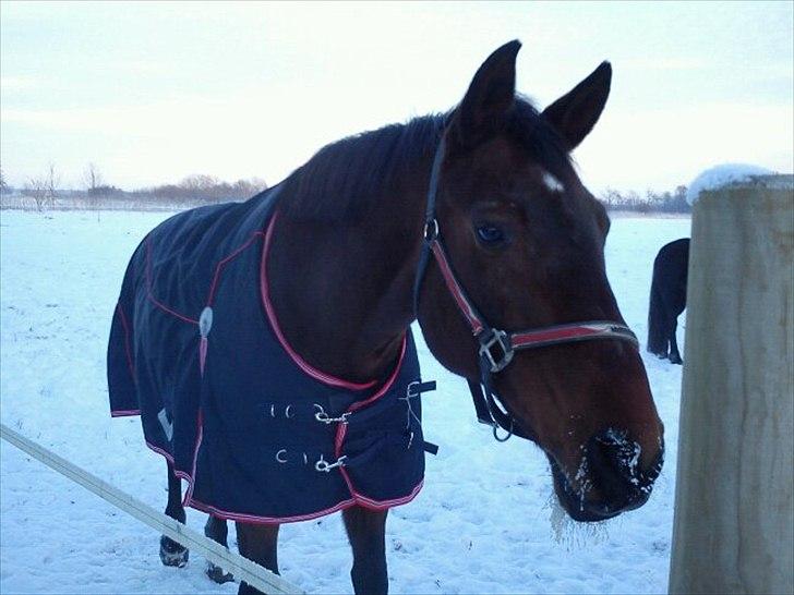 Dansk Varmblod Isador-B - Isador i sneeb:) billede 8