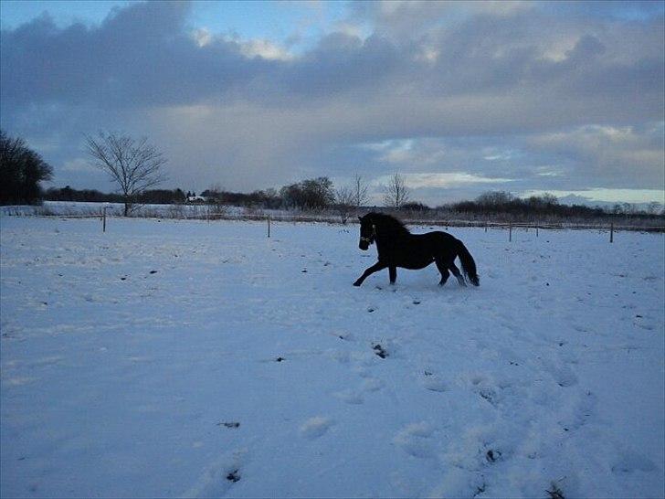 Islænder Blanda - Blanda i sneen:) billede 13