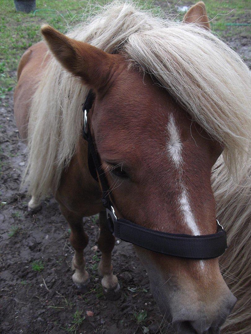 Shetlænder Oliver *Olle* - Hey og velkommen til min profil :) billede 1