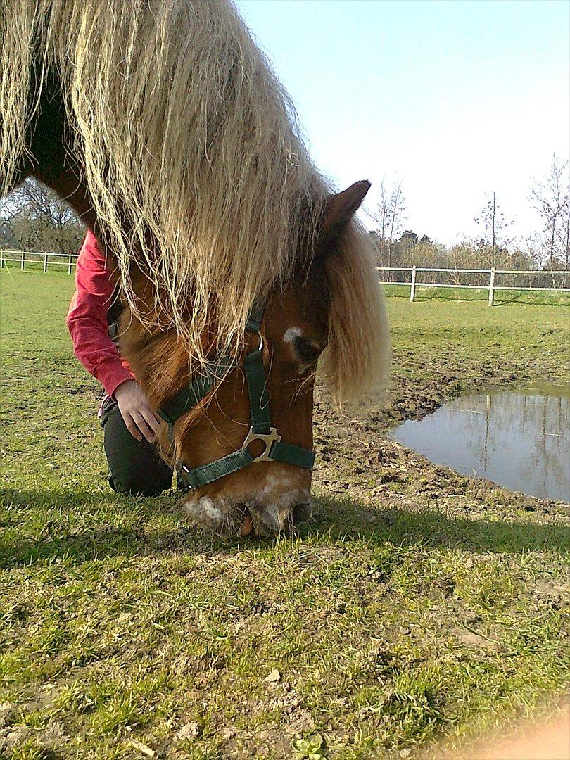 Shetlænder victor (lånepony) billede 20