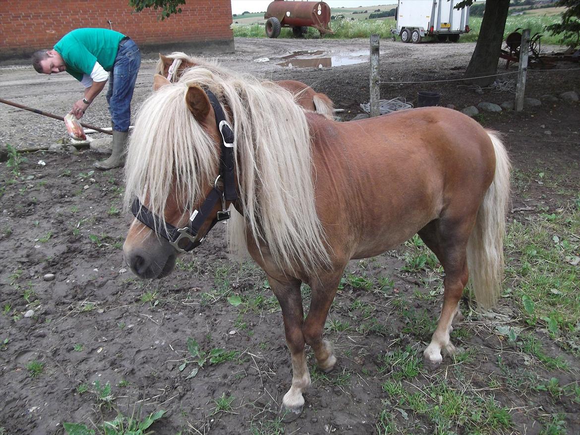 Shetlænder Oliver *Olle* - Fine Oliver med alt hans dejlige hår :) billede 2