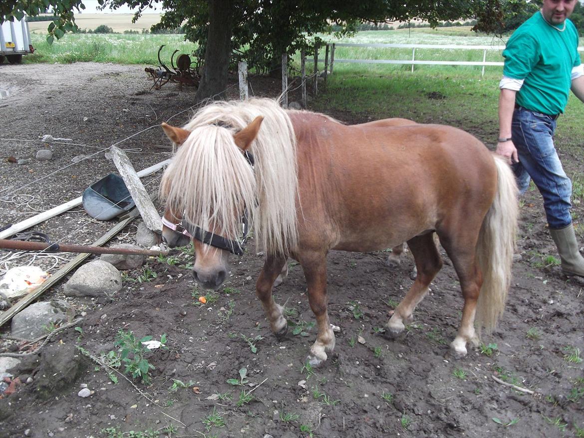 Shetlænder Oliver *Olle* billede 3