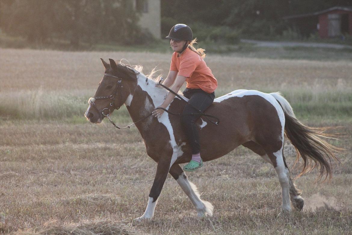 Irish Cob Dancer *Min pige<3* - på marken i solnedgang<3  foto: Maria Ebsen<3 billede 13