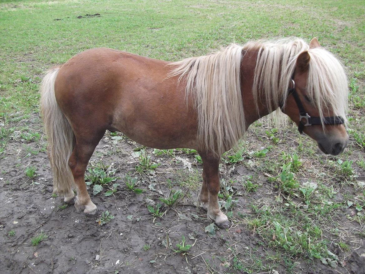 Shetlænder Oliver *Olle* - Super smukke Oliver billede 4