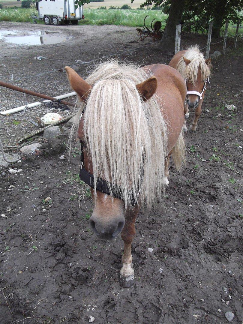 Shetlænder Oliver *Olle* billede 5