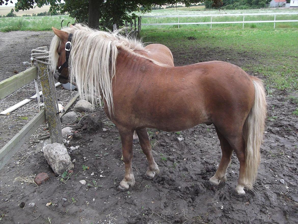 Shetlænder Oliver *Olle* billede 6