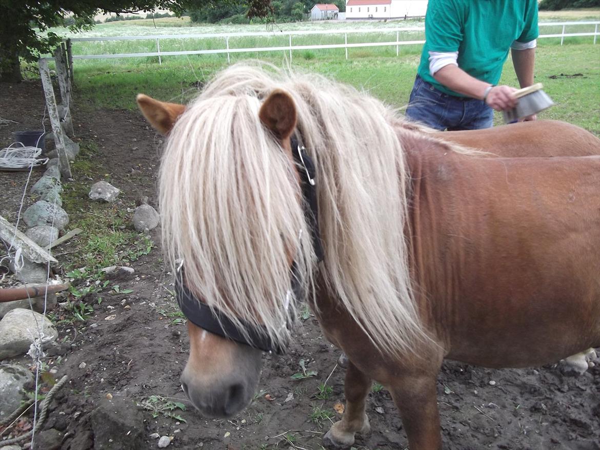 Shetlænder Oliver *Olle* billede 7