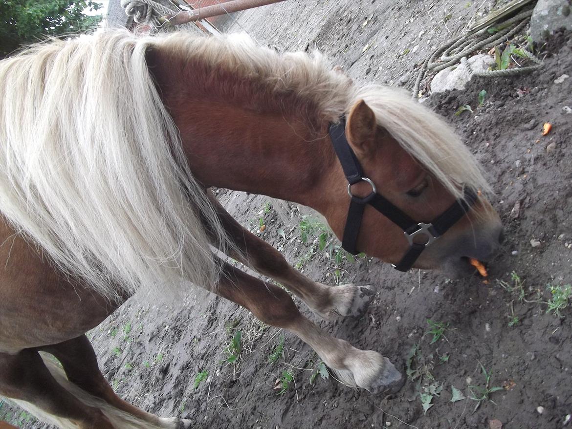 Shetlænder Oliver *Olle* - Mmm. Far har givet mig gulerødder :) billede 8