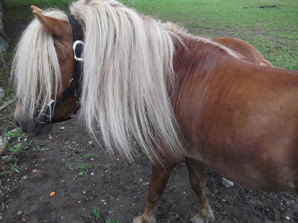 Shetlænder Oliver *Olle* billede 9