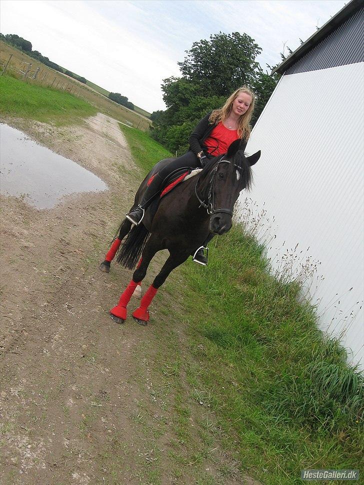 Anden særlig race (monique ) Madonna " baby'en" <3 - hyggeponyen ! :D <3 loove  billede 11