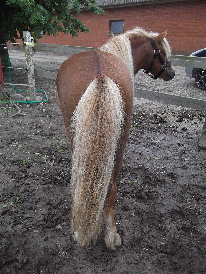 Shetlænder Oliver *Olle* - Når enden er go..... Er alting godt :) billede 10