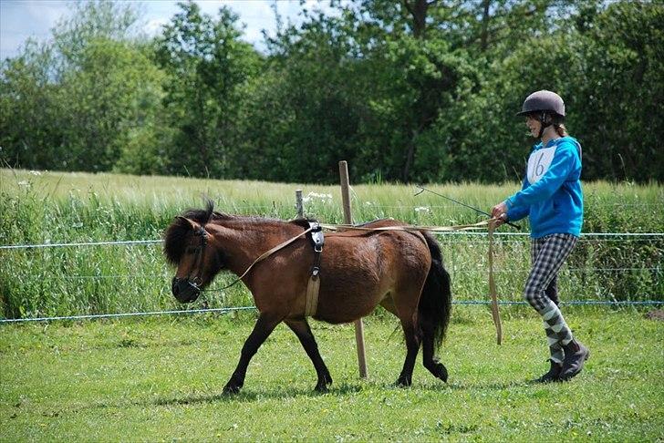 Shetlænder Ædellunds Matilde - For lange liner til stævnet i år! :) billede 8