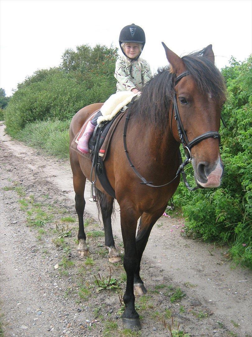 Knabstrupper Rughavens Fanny billede 10