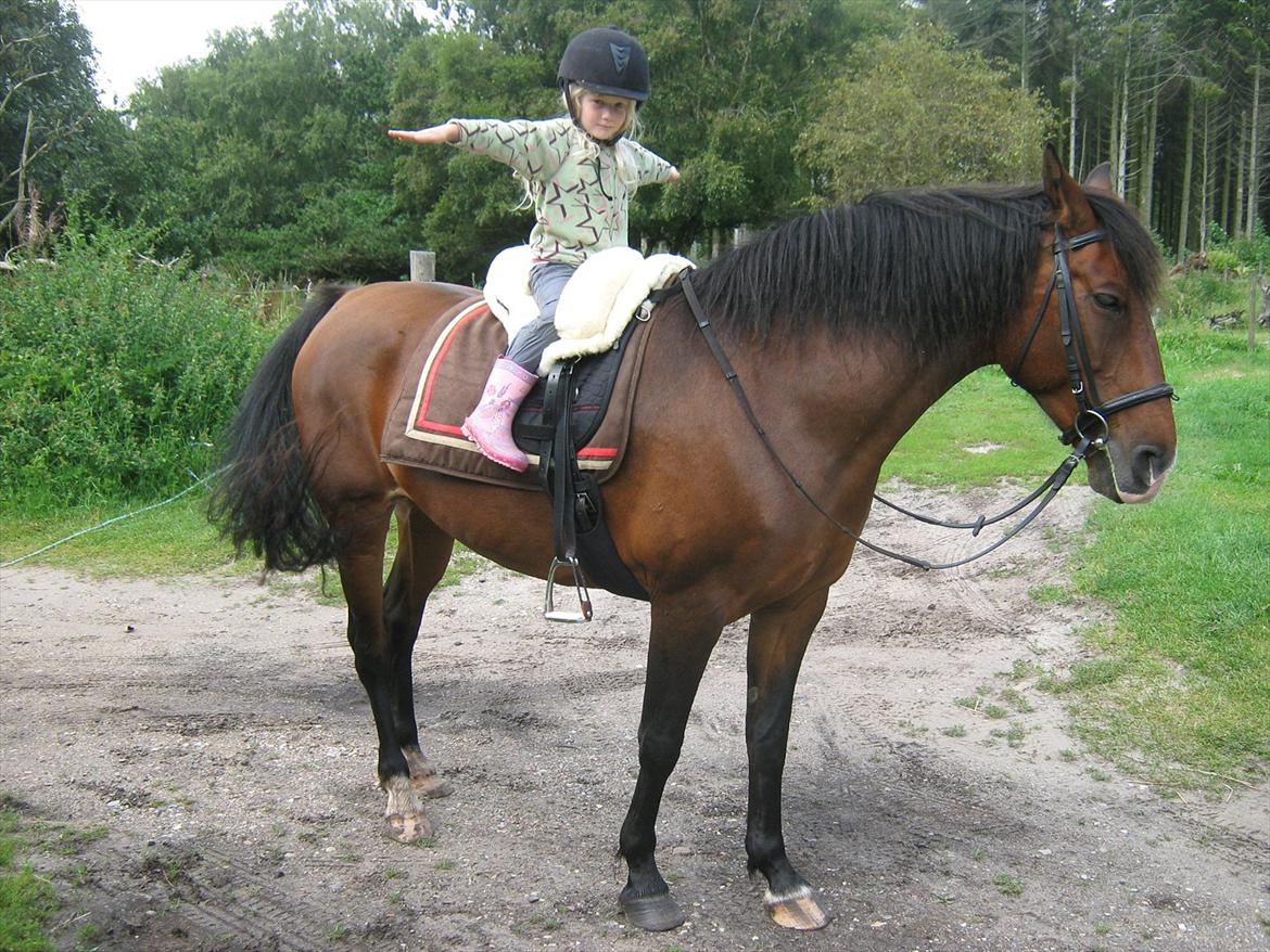 Knabstrupper Rughavens Fanny billede 11