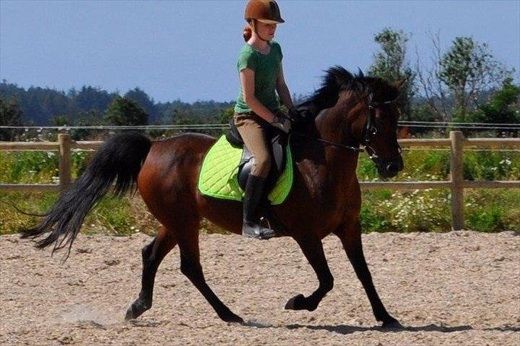 Anden særlig race Anja - Dressur:-)
(Foto: Mette J) billede 3