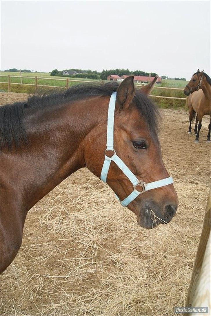 Anden særlig race Anja - Du gjorde dit bedste for at fortælle mig det gjorde ondt!:-'(
(Foto: Mig) billede 17