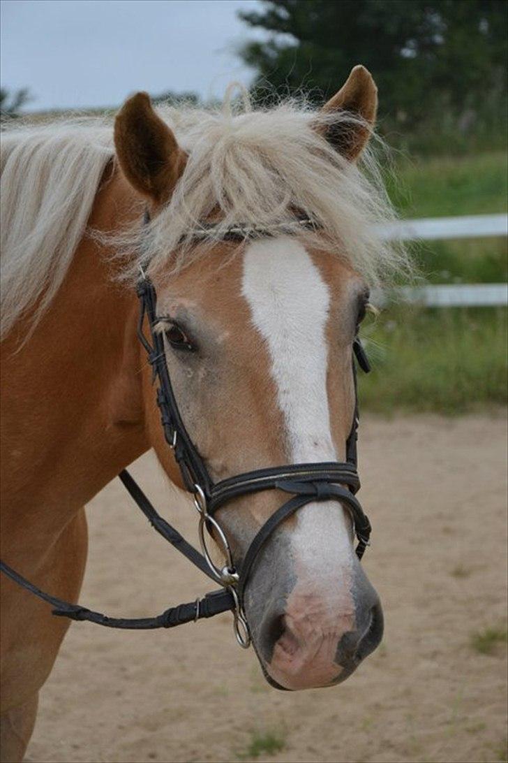 Haflinger mustang(rideskolehest) billede 19