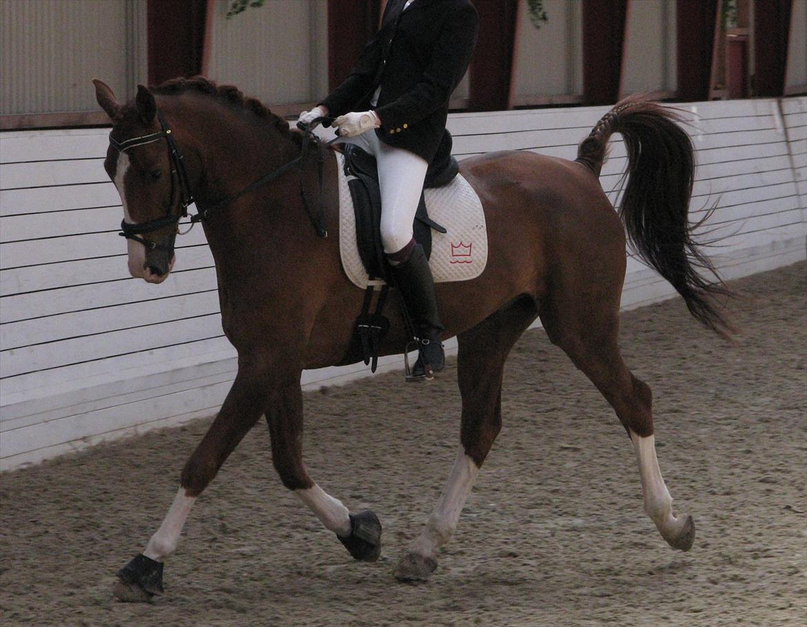 Dansk Varmblod Commander Lightfoot - debut i la1 med commander, 2011 billede 14