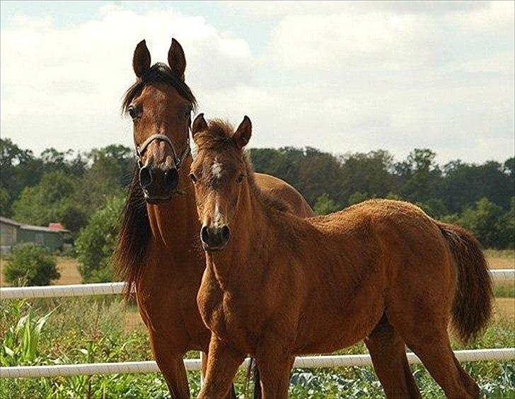 Arabisk fuldblod (OX) cherelda - cherelda med hendes mor cherella billede 12