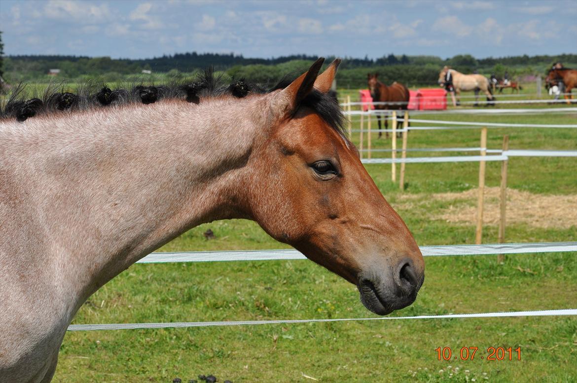 Tysk Sportspony Søndermarkens Oscar billede 10
