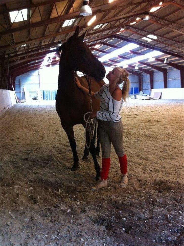 Dansk Varmblod Wolhøjgaards Cati - Minskat. billede 17