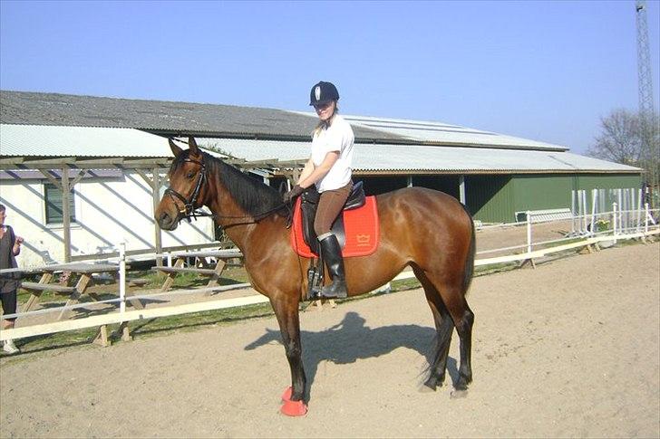 Dansk Varmblod Wolhøjgaards Cati - Min trofaste makker, som ikke har svigtet mig, et eneste sekundt! billede 18