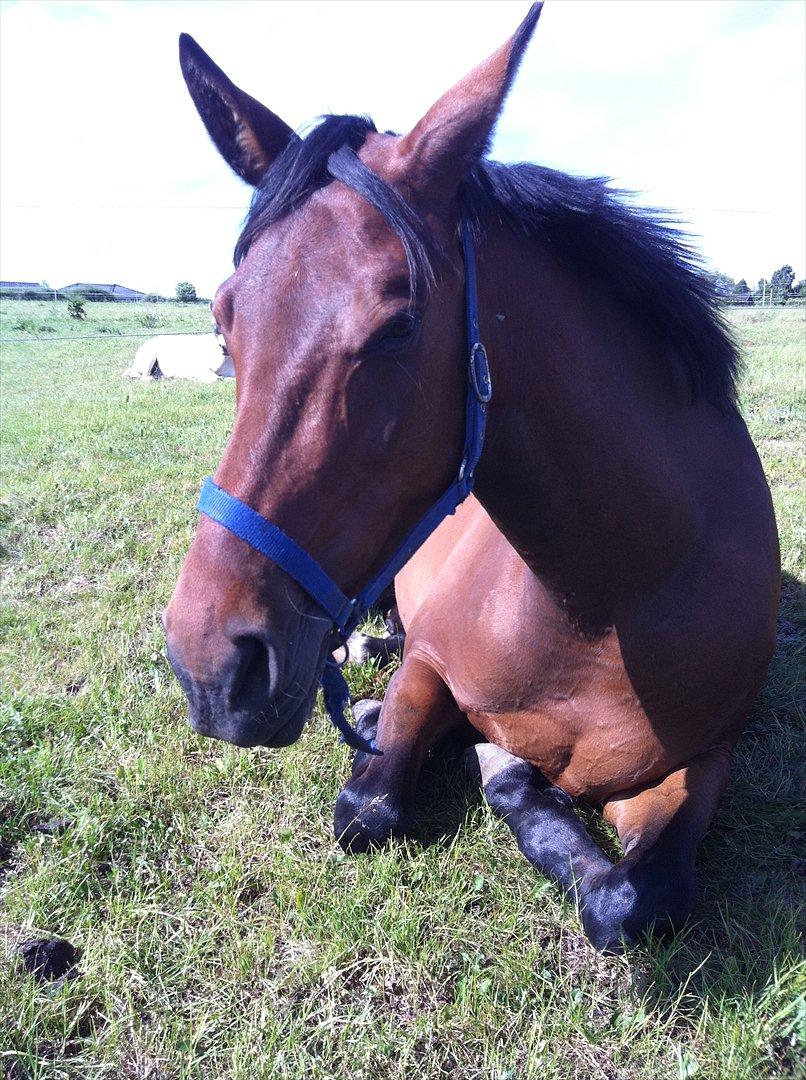 Dansk Varmblod Wolhøjgaards Cati - Når man er lidt træt, så må man tage sig en slapper.
Du fylder det meste i mit hjerte. Og dit hjerte, er det pureste guld..  billede 19