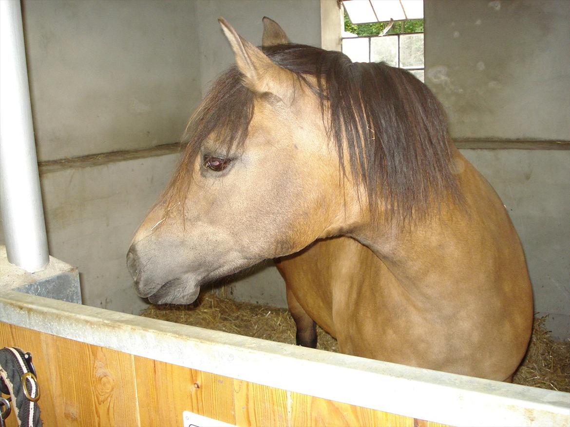 New Forest Horsemosens Timian - ''Uhh tag lige et billede fra min gode side'' billede 4
