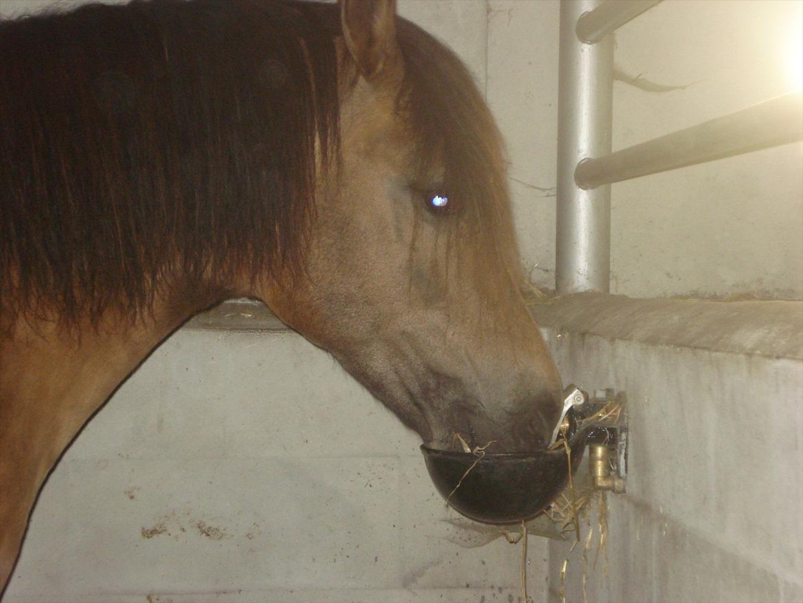 New Forest Horsemosens Timian - ''Vand jeg skal ha' vand efter 3 TIMER'' billede 6