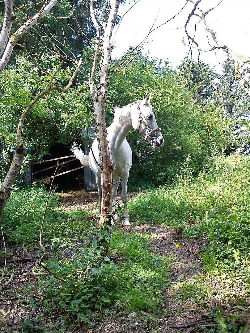 Anden særlig race (OX) Møgelvang's Magi!<3SOLGT!<3 - Møgelvangs Magi!<3<3

- taget tirsdag d. 2 aug. 2011 billede 1