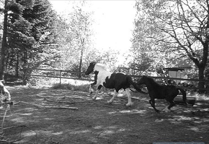 Welsh Mountain (sec A) Piccasso - Nova den første og bag ved Piccasso<3 billede 18