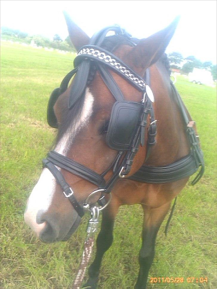 New Forest Olandes Mattes billede 7