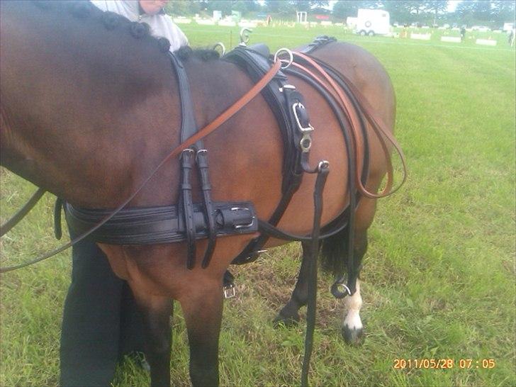 New Forest Olandes Mattes billede 8